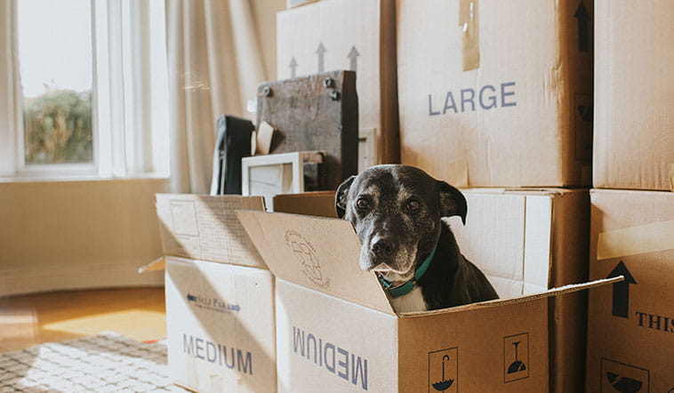 Black dog sitting in cardboard box with moving boxes symbolizing renting vs buying options